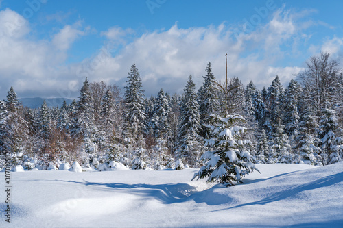 Alpine mountain snowy winter fir forest with snowdrifts