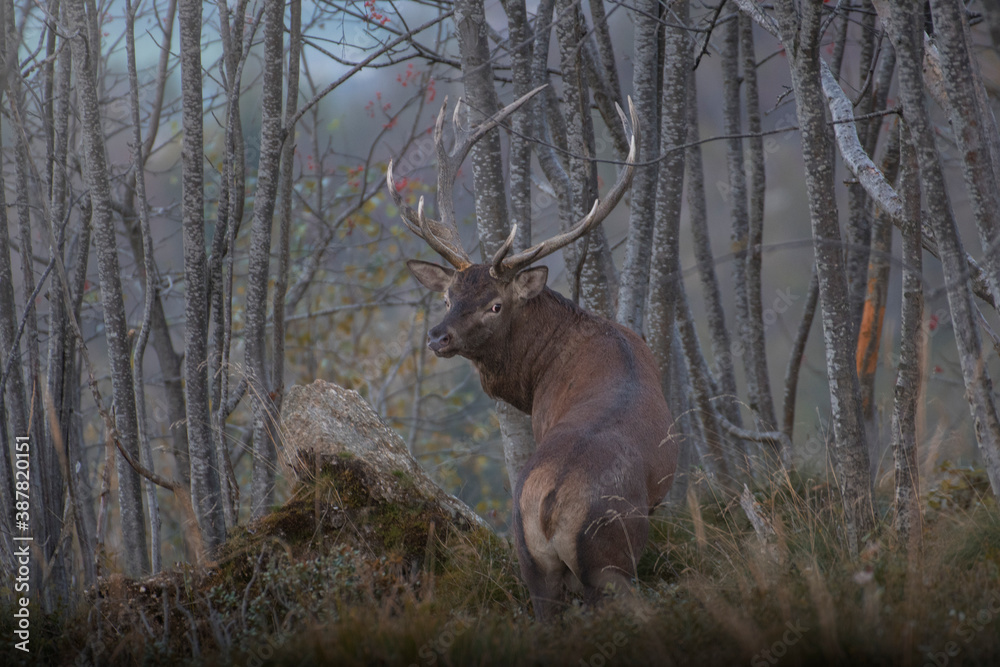 La favola del bosco
