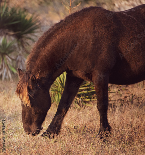 Wild Horses of Corolla