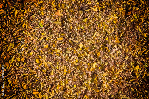 Background, texture of autumn dry leaves covered the ground.