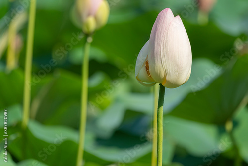 Bocciolo di fiore di loto