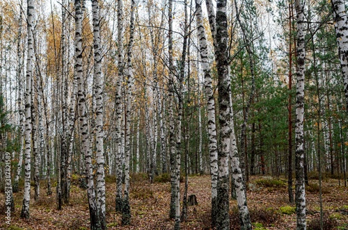 forest in autumn