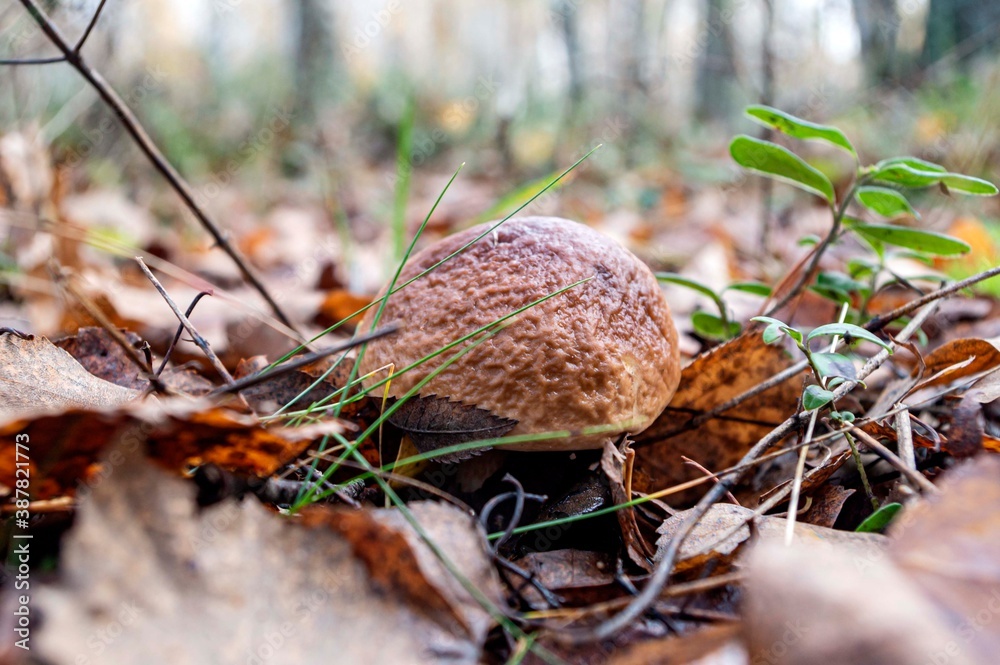 mushroom in the forest mushroom in the forest