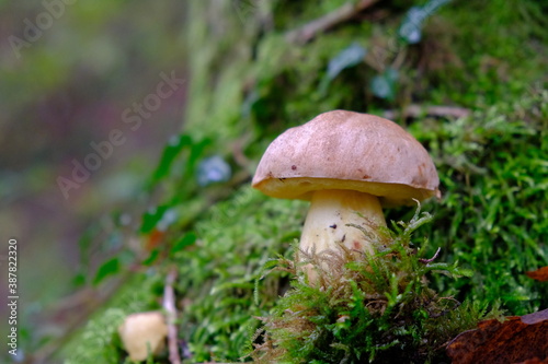 Boletus mushroom in the grass © emanuele7100