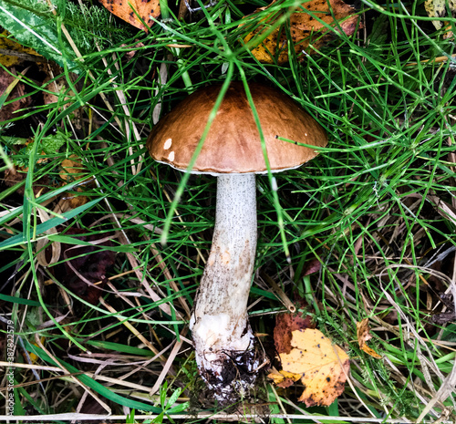 white mushroom in the grass, version 1