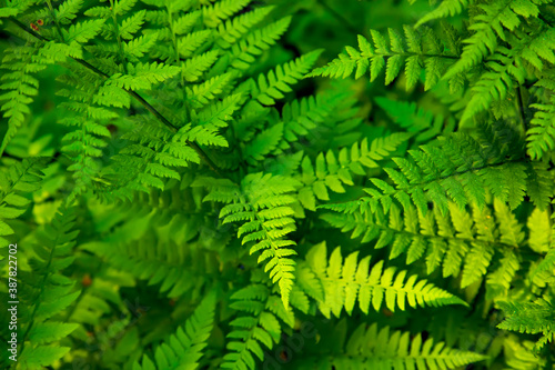 Green fern in tropical forest, natural background photo