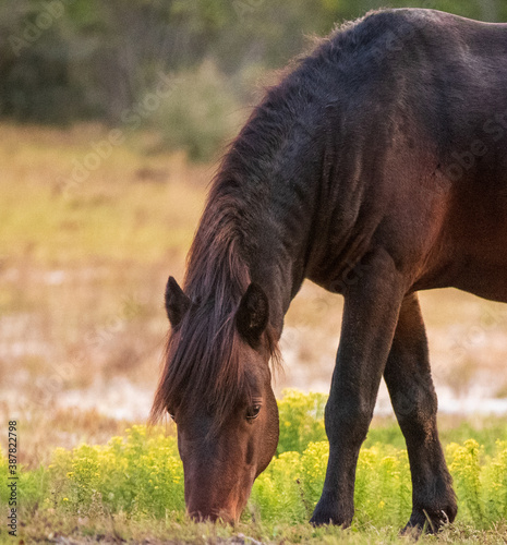 Wild Horses of Corolla © Penny Britt