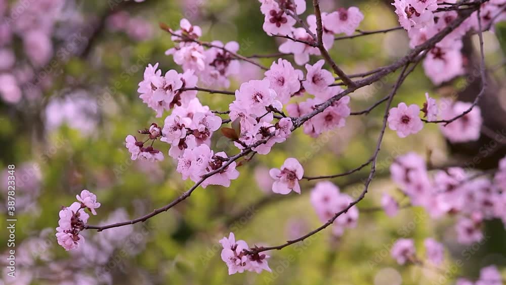 Beautiful Cherry Blossom Tree with Pink Flowers in Spring Beautiful Cherry Blossom Tree with Pink Flowers in Spring
