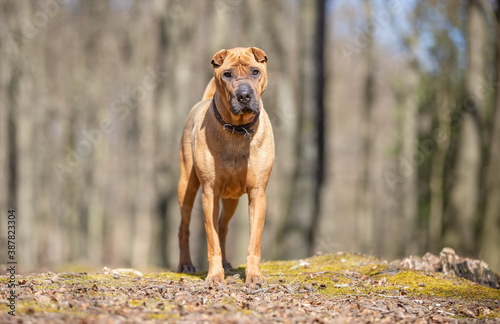 shar pei