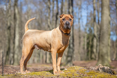 Φωτογραφία shar pei