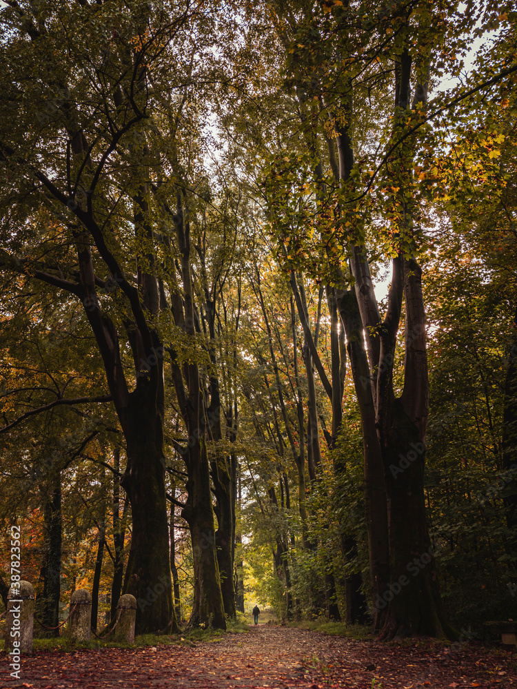 Autumn colors in the leaves of trees in the park Autumn colors in the leaves of trees in the park