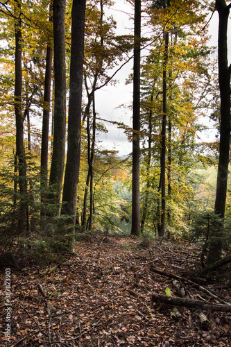 Forêt d'automne dans les Vosges du Nord