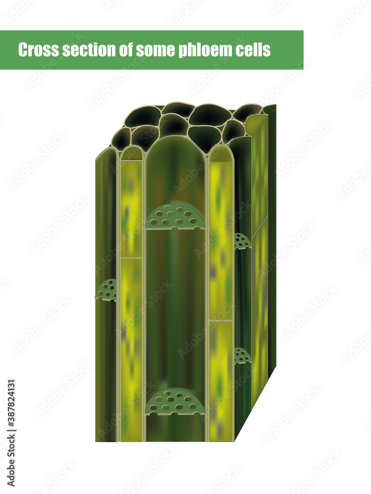 Cross section of some phloem cells. Phloem Tissue in Plants vector de