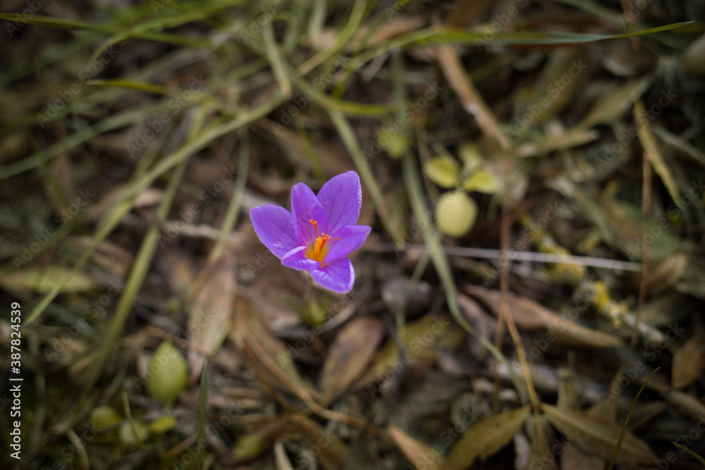 Purple crocus in autumn closeup Purple crocus in autumn closeup