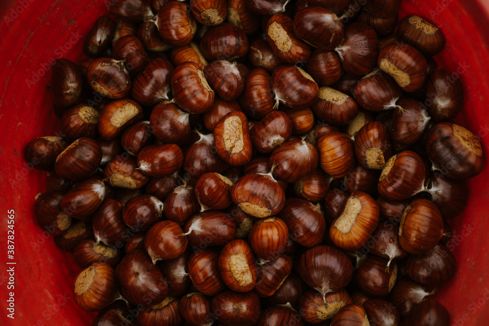 chestnuts. chestnut harvest. Autumn color chestnuts. chestnut harvest. Autumn color