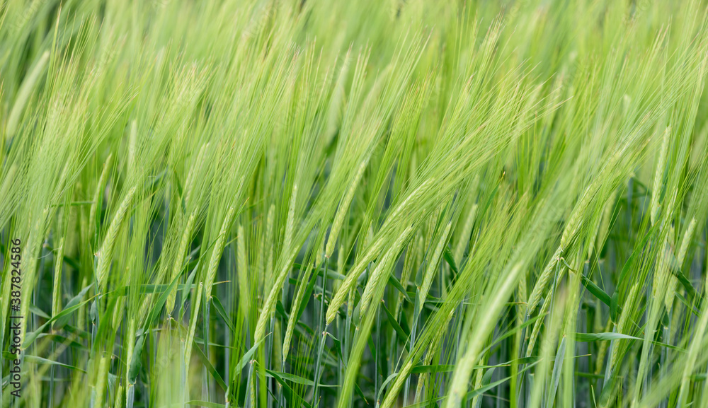 green and young barley field during sunset green and young barley field during sunset
