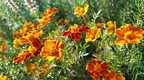 한국 제주도 메리골드, Marigold, 천수국, 만수국