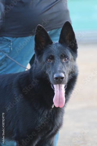 german shepherd dog