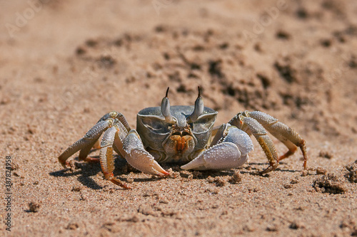 krabbe, sand, stand, beach, krustentier, wild, natur, crustacean