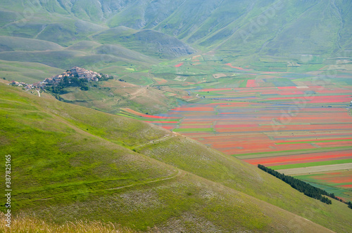 View of the town of Castelluccio di Norcia, Umbria surrounded by fields of red poppies and colorful lentil plants