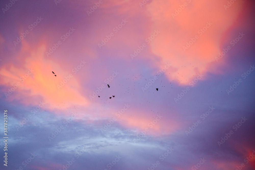Dramatic sunrise, sunset pink purple sky with clouds background texture. A flock of migratory birds against the backdrop of a beautiful sky

