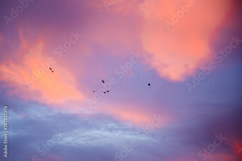 Dramatic sunrise, sunset pink purple sky with clouds background texture. A flock of migratory birds against the backdrop of a beautiful sky

