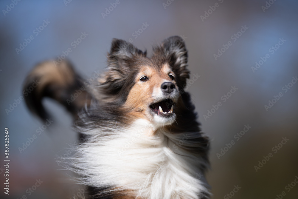 beautiful dog beautiful dog