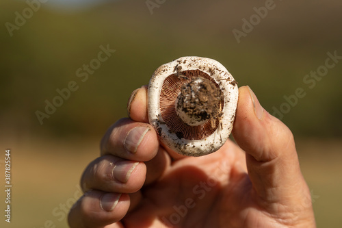 Man's hand showing a mushroom found among the forests near the small town of Luesia, in Aragon, Spain. photo