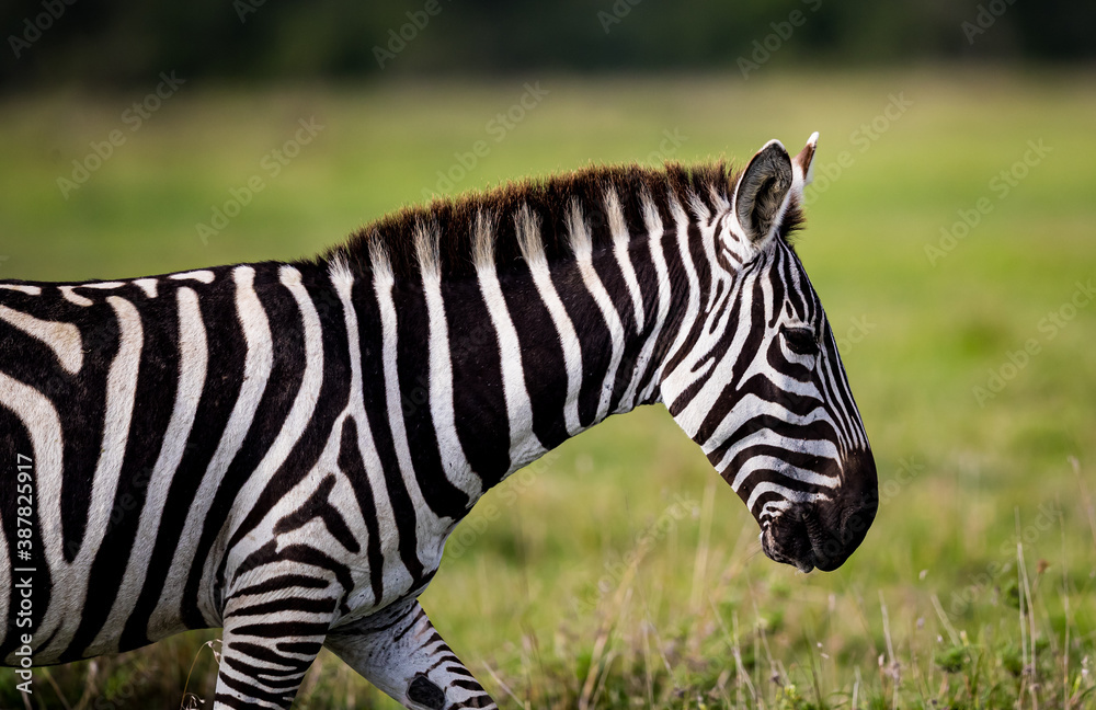 Close up of African zebra walking right Close up of African zebra walking right