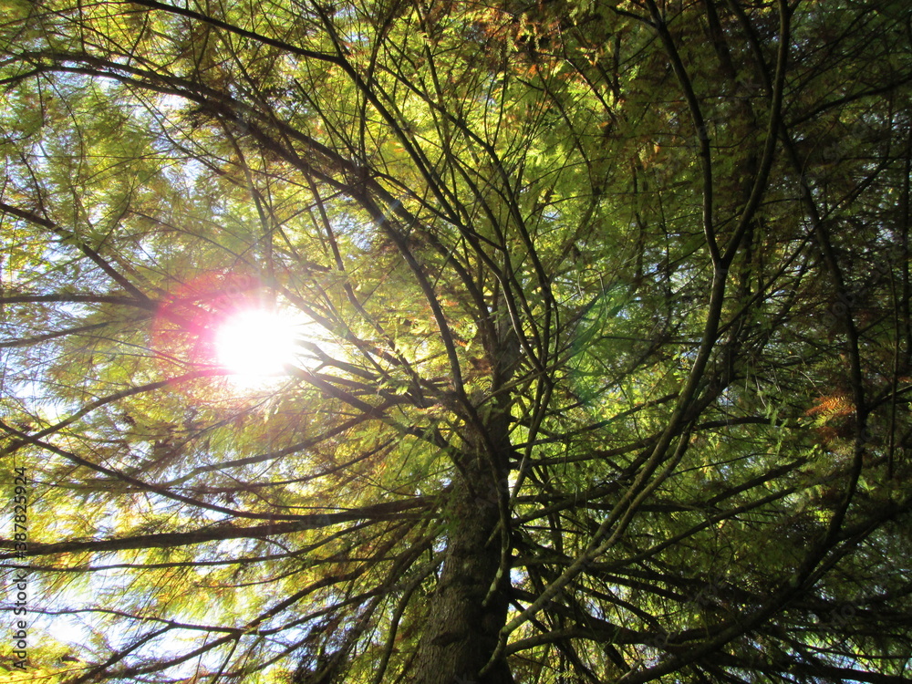 Obraz premium Taxodium distichum