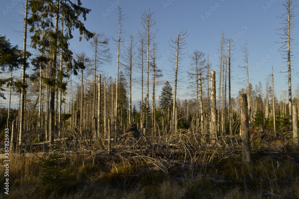 Waldlandschaft Waldlandschaft
