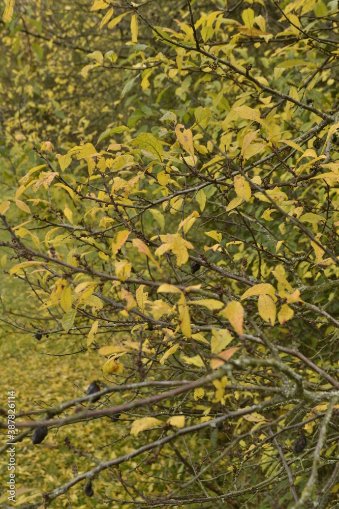 Obraz premium Herbstblätter