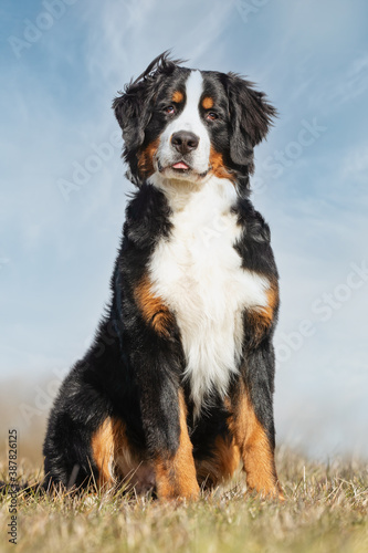 mountain dog © Dyrefotografi.dk