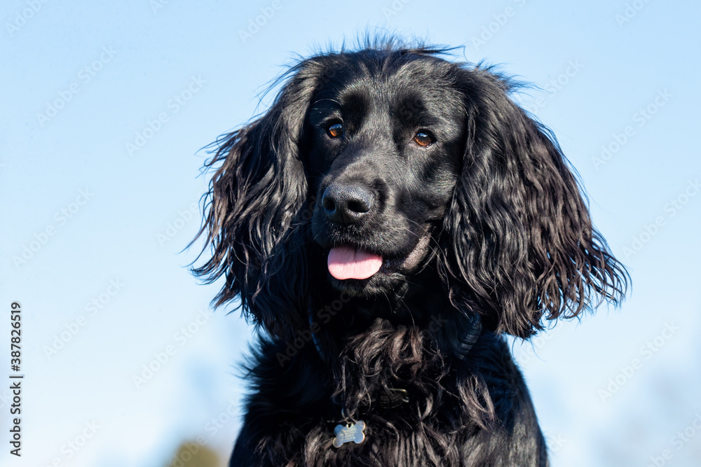 Cocker Spaniel Cocker Spaniel