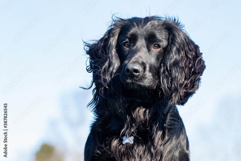 Cocker Spaniel Cocker Spaniel