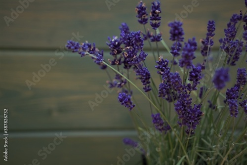sprigs of lavender on a green wooden wall background