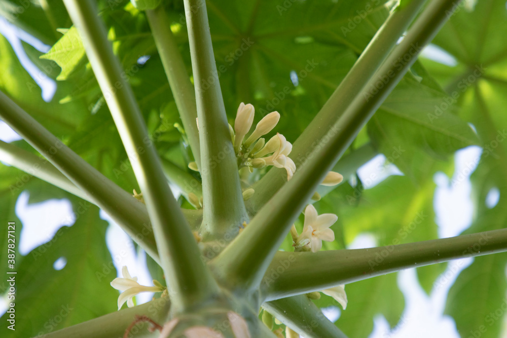 Obraz premium les pollens de la papaye 