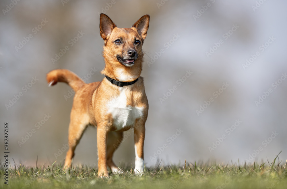 Dog in nature Dog in nature