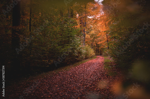 Herbstlaub im Wald an verregnetem Tag