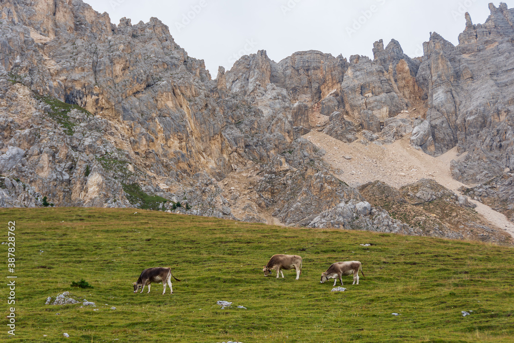 Cows grazing in the mountain pastures under the peaks of Latemar mountain group - Trentino, Italy