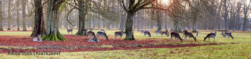 Rehe Dammwild im Wald photo