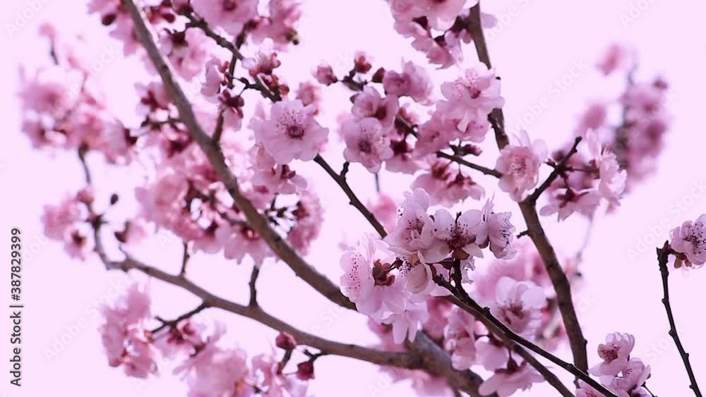 Colourful Pink Cherry Blossom Tree Colourful Pink Cherry Blossom Tree
