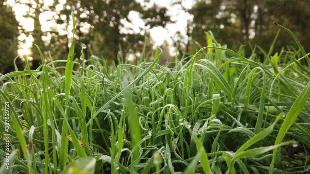 Сlose up of fresh green grass with morning dew drops. Blurred background with trees. Autumn around nature. Dolly right shot. Сlose up of fresh green grass with morning dew drops. Blurred background with trees. Autumn around nature. Dolly right shot.