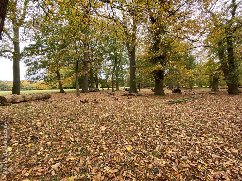 Tatton Park Parkland in the autumn Tatton Park Parkland in the autumn