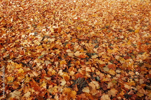 Red, green and yellow leaves of the maples had fallen to ground.