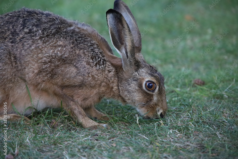 Fototapeta premium Europäischer Feldhase auf grüner Sommerwiese