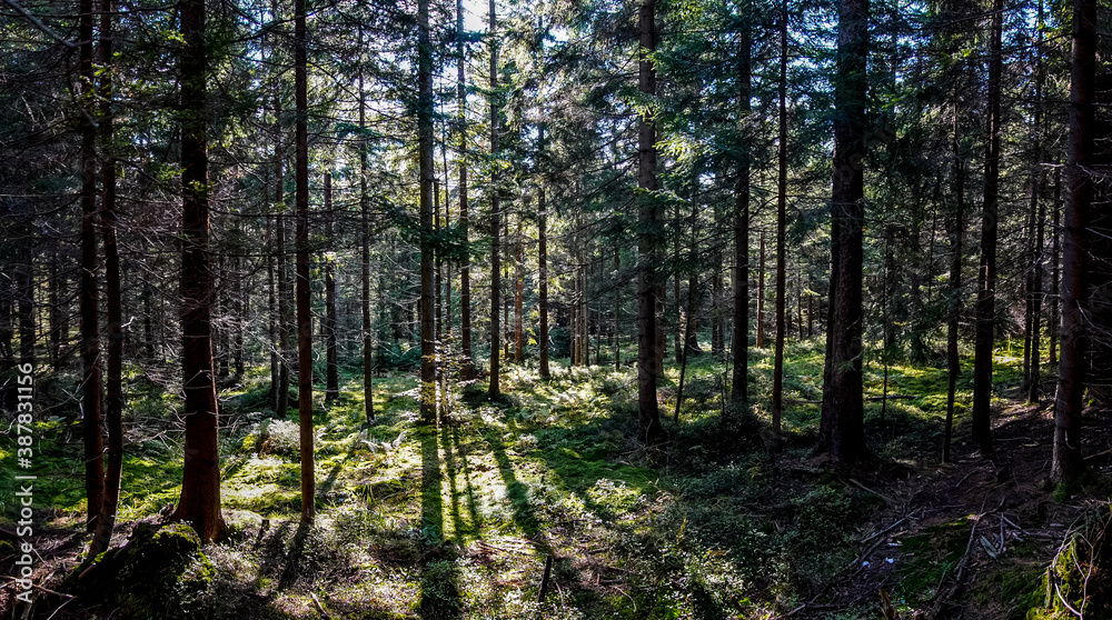 las jesienią w Beskidzie Śląskim