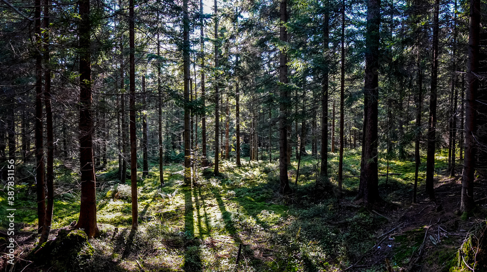 Fototapeta premium las jesienią w Beskidzie Śląskim