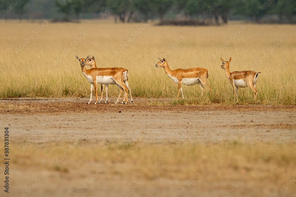 Fototapeta premium blackbuck or antilope cervicapra or indian antelope group in open field and grassland of tal chhapar sanctuary rajasthan india