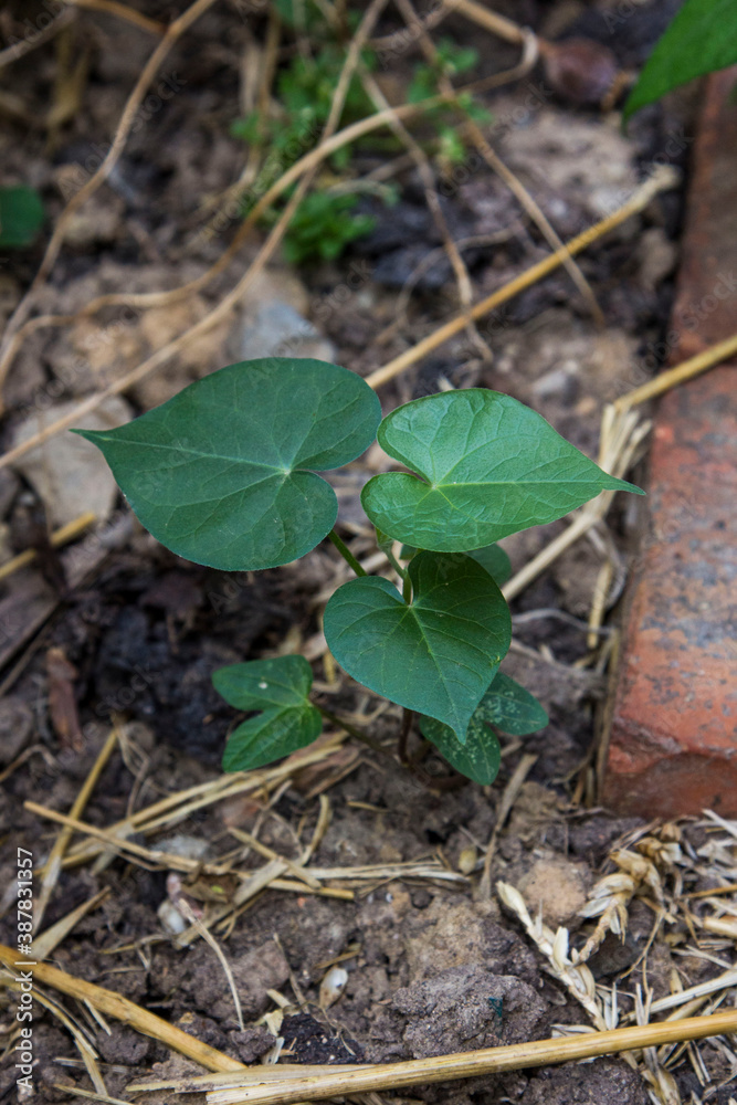 Jeune pousse d'ipomée volubilis grimpante Jeune pousse d'ipomée volubilis grimpante